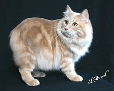 18_Karello Sams Son